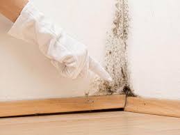 Reliable Atascocita, TX Mold Prevention & Removal  Solutions